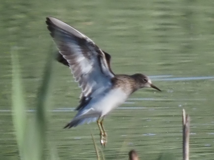 Temminck's Stint - ML618369956