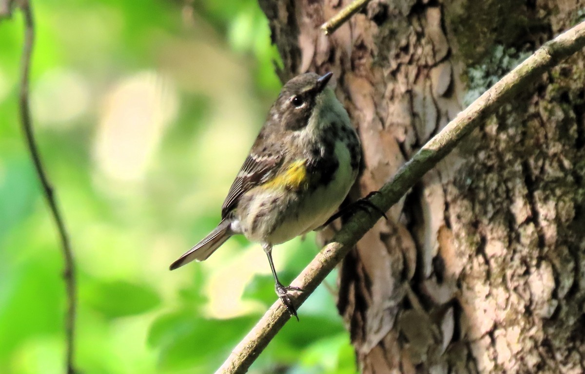 Yellow-rumped Warbler - Anne Mytych