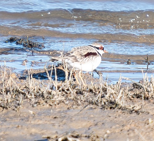 Black-fronted Dotterel - Tania Splawa-Neyman