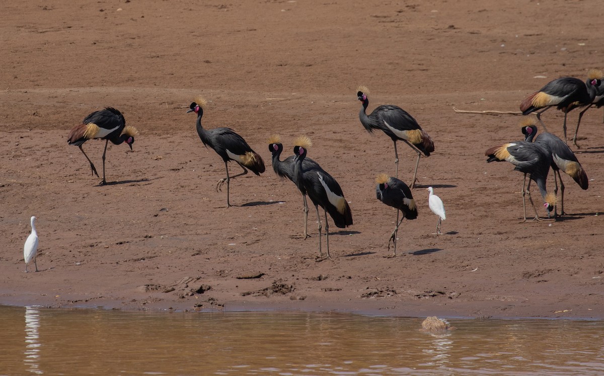 Black Crowned-Crane - ML618370009