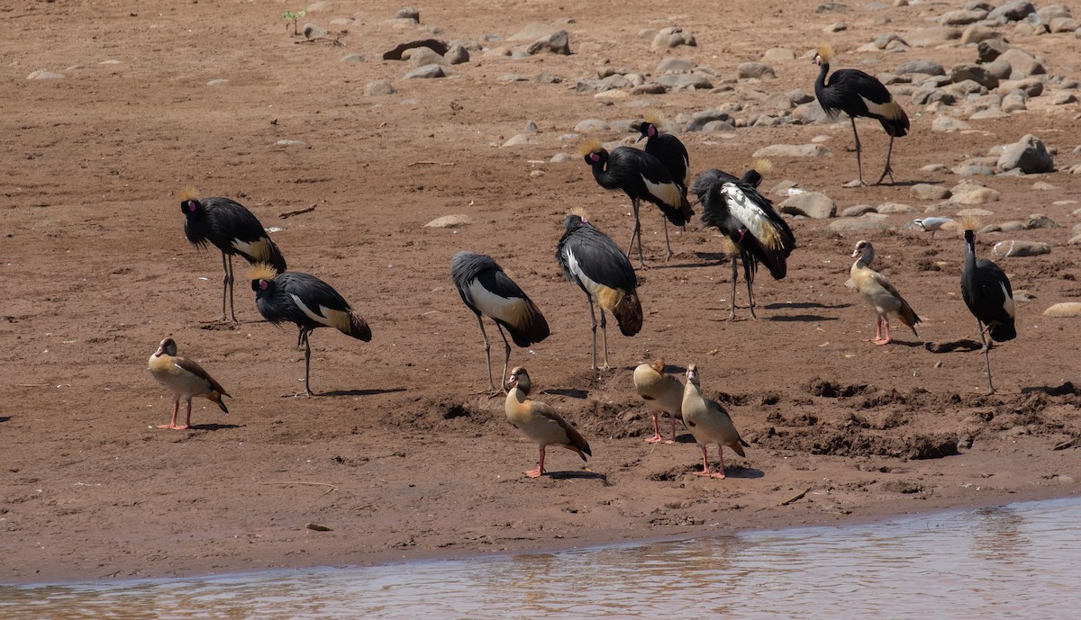 Black Crowned-Crane - ML618370010