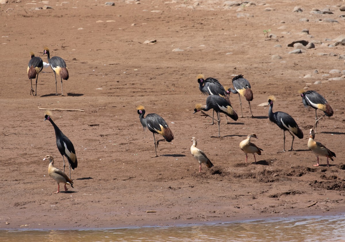 Black Crowned-Crane - ML618370012