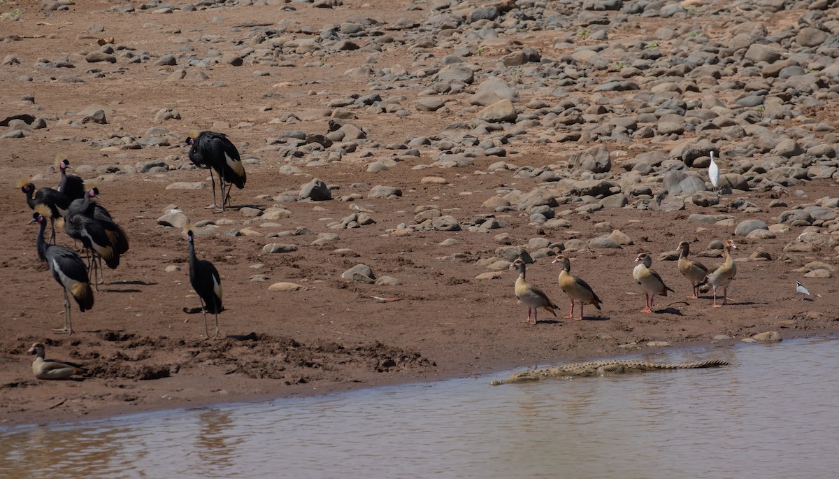 Black Crowned-Crane - ML618370013