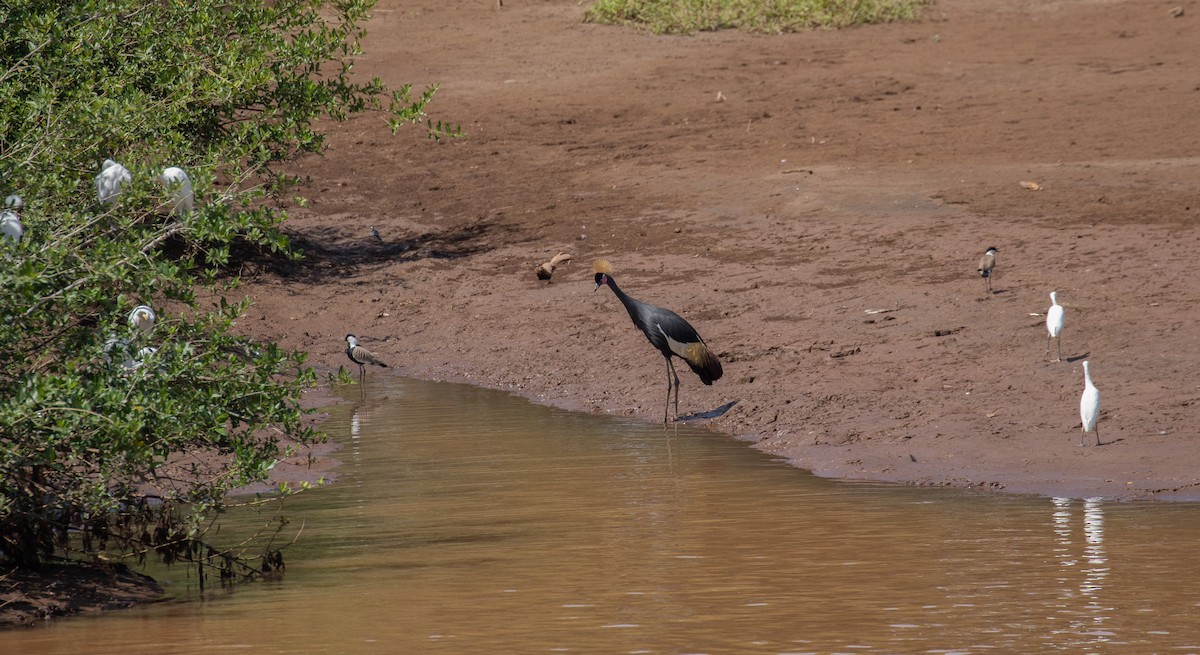 Black Crowned-Crane - ML618370014