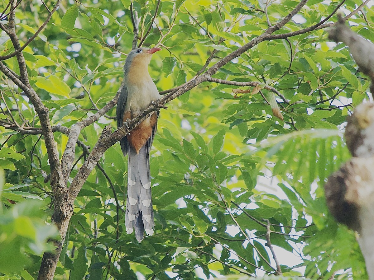 Red-billed Malkoha - ML618370018