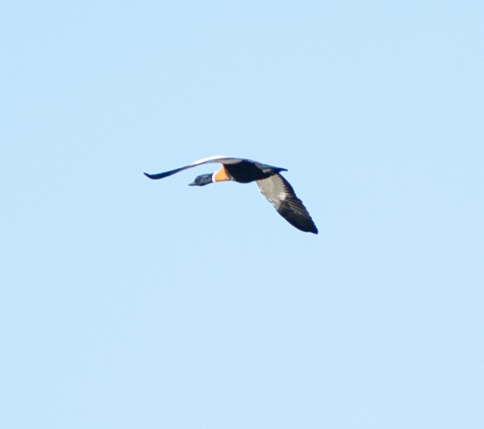 Australian Shelduck - Tania Splawa-Neyman