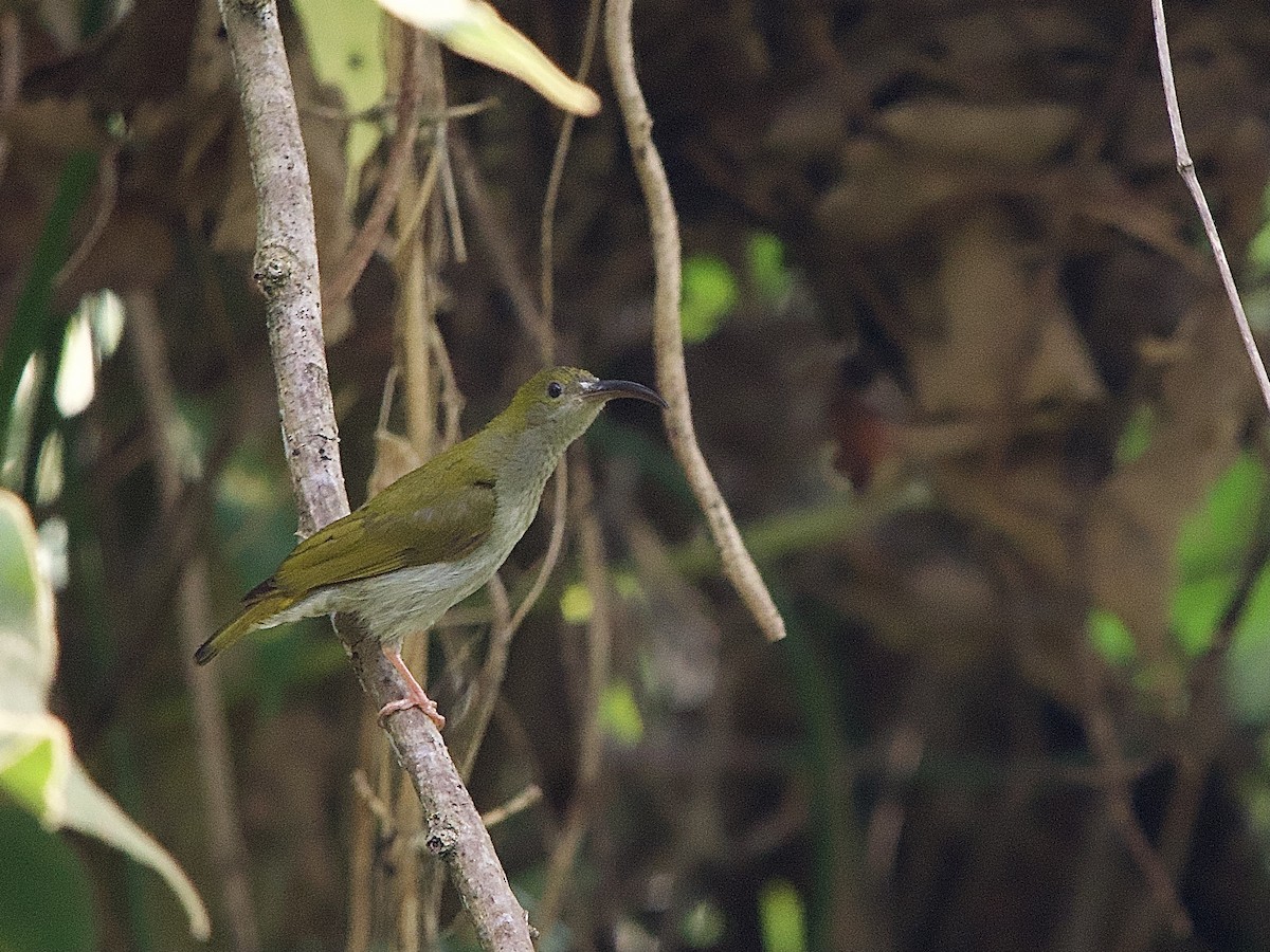 Gray-breasted Spiderhunter - Craig Rasmussen