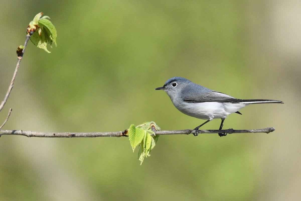 Blue-gray Gnatcatcher - Landon Roberts