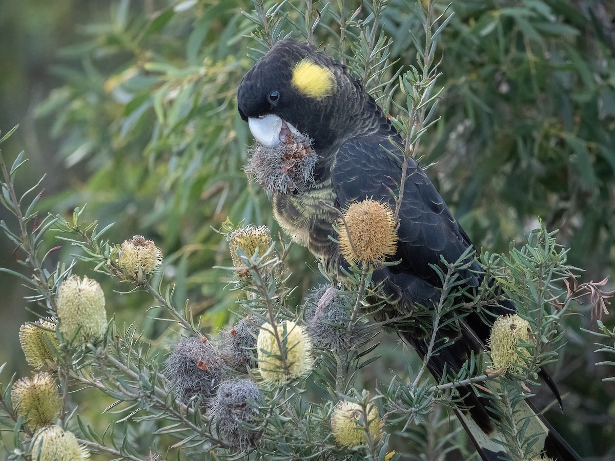 Cacatúa Fúnebre Coliamarilla - ML618370070