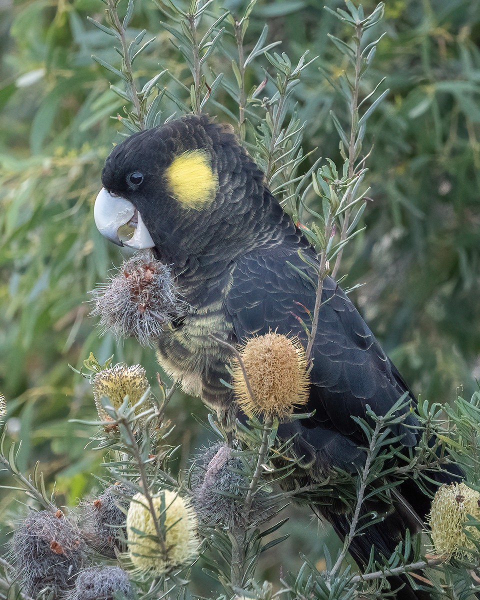 Cacatúa Fúnebre Coliamarilla - ML618370073