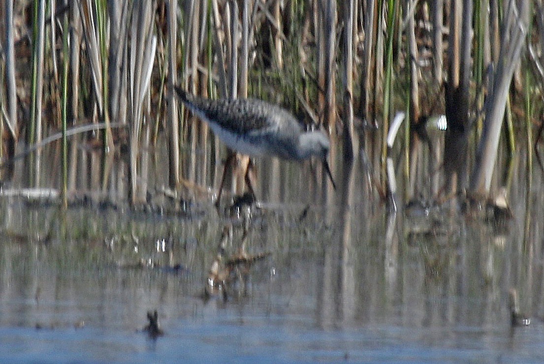 Lesser Yellowlegs - ML618370076