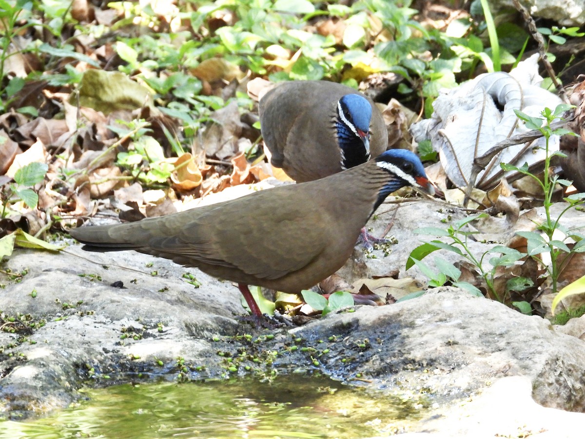 Blue-headed Quail-Dove - ML618370083