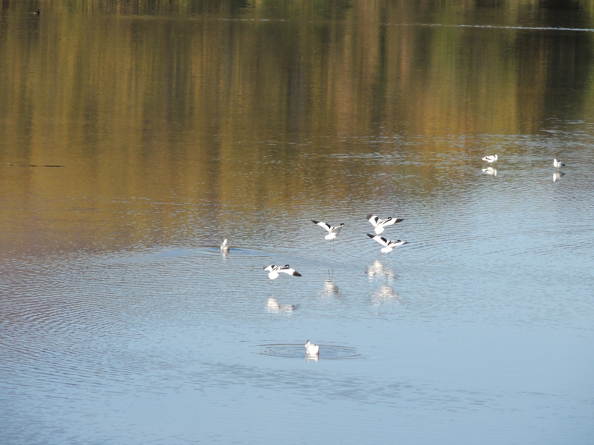 Pied Avocet - ML618370098