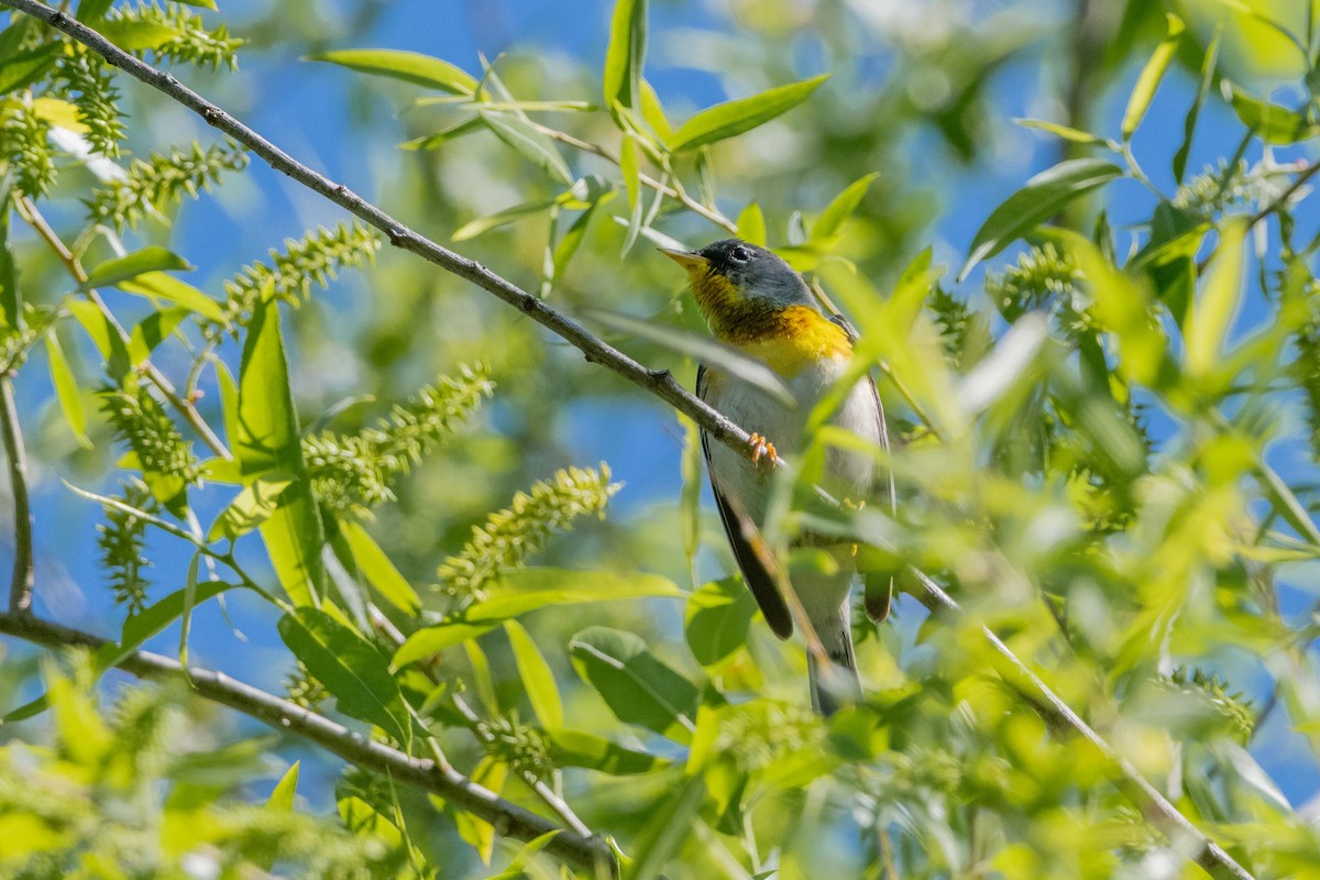 Northern Parula - ML618370108