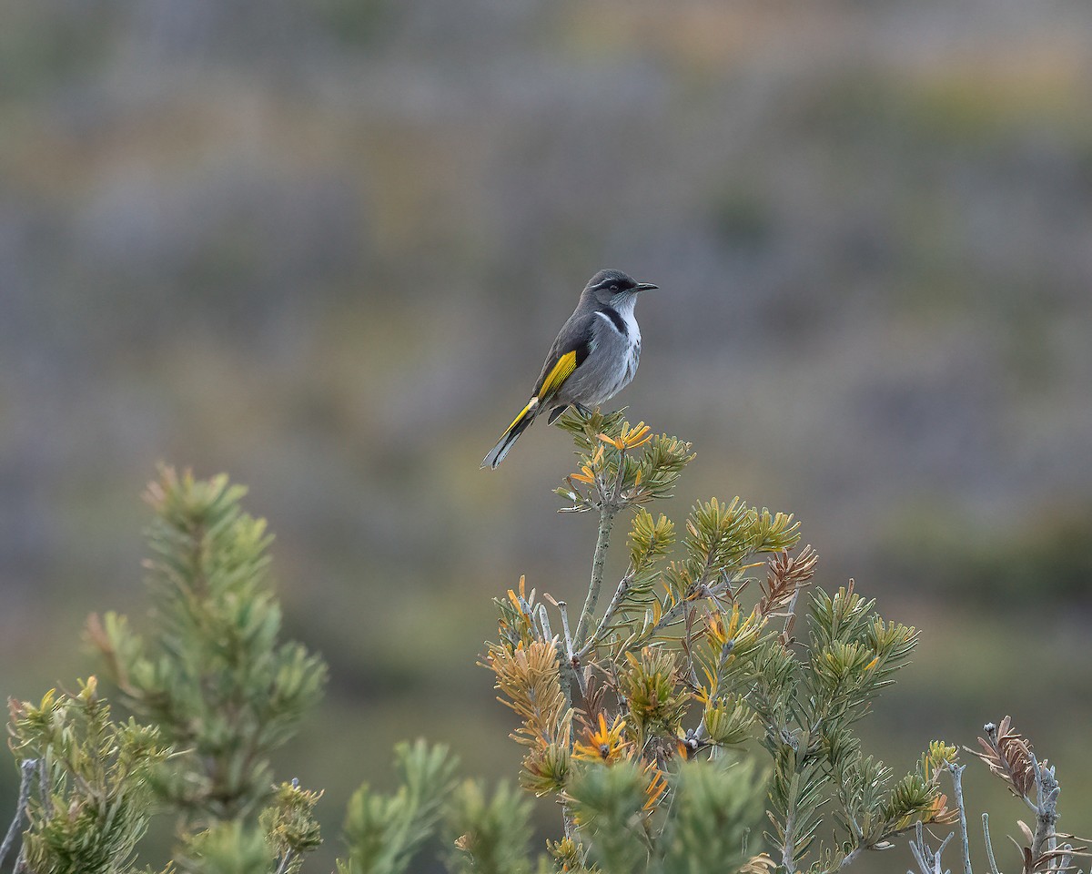 Crescent Honeyeater - ML618370109