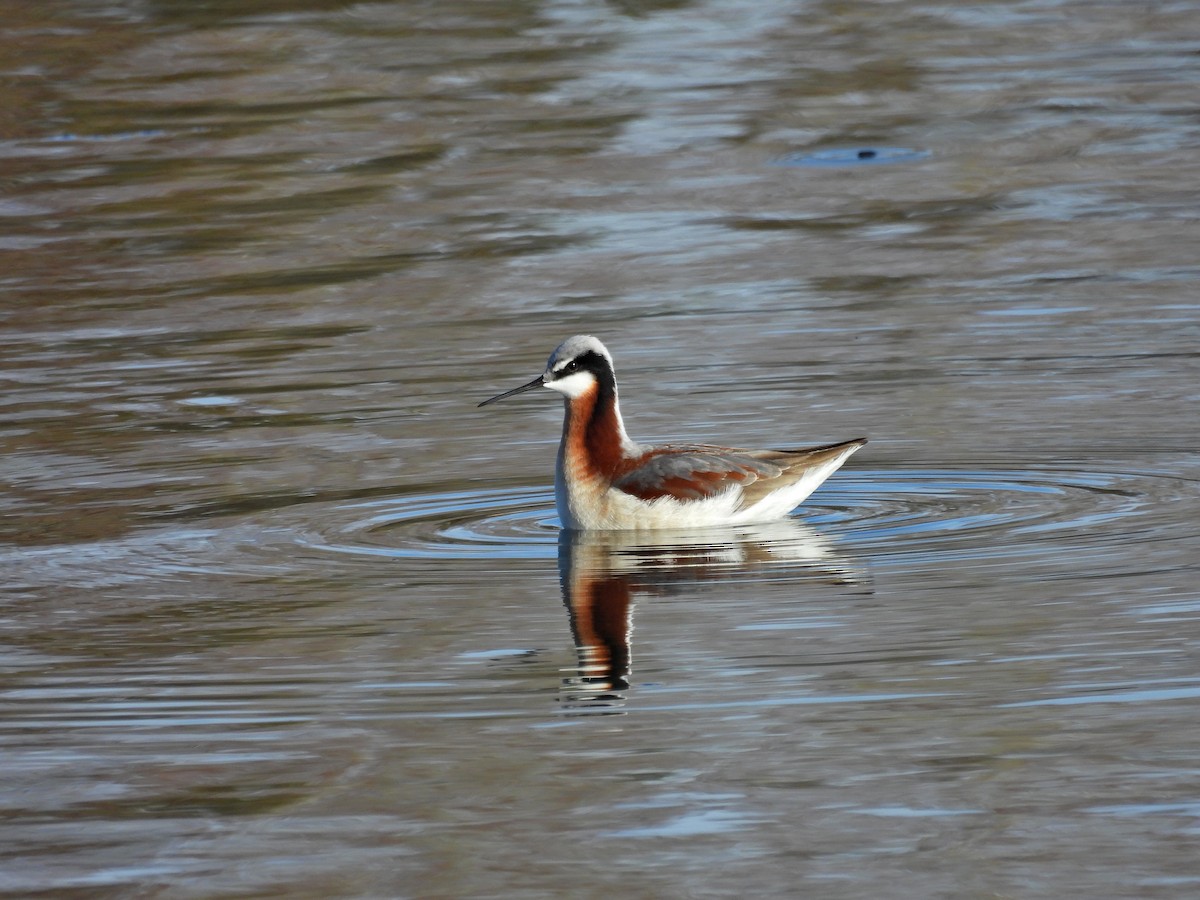 Wilson's Phalarope - Spencer Hurt