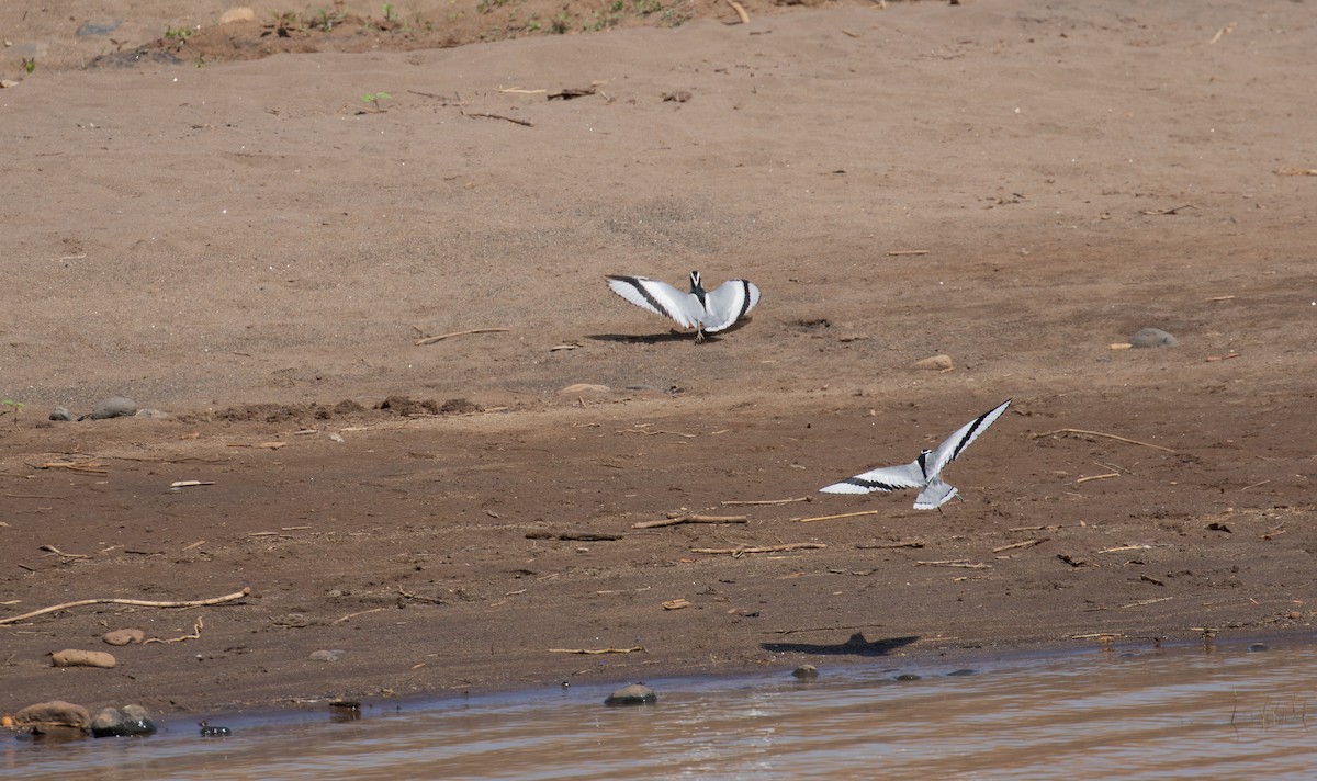 Egyptian Plover - ML618370165