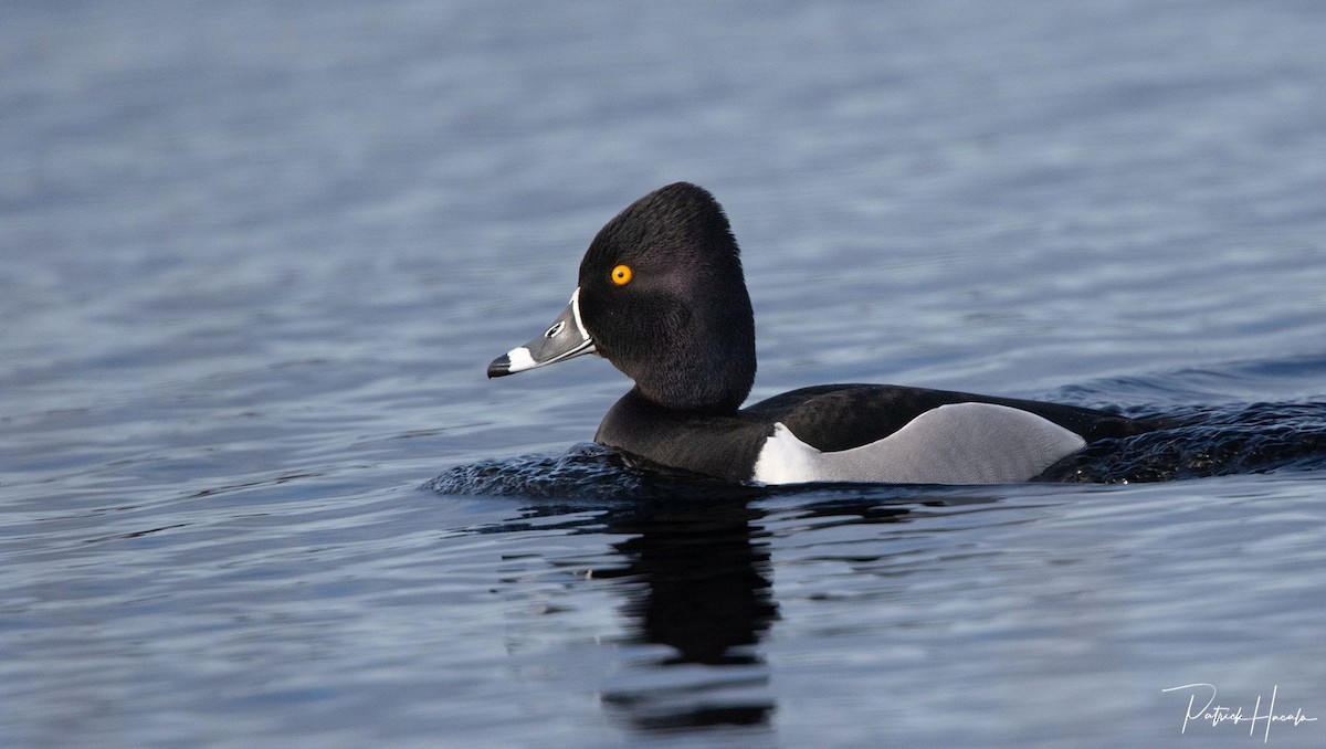 Ring-necked Duck - patrick hacala