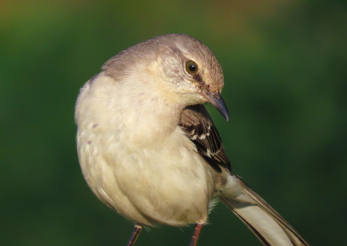 Northern Mockingbird - ML618370227