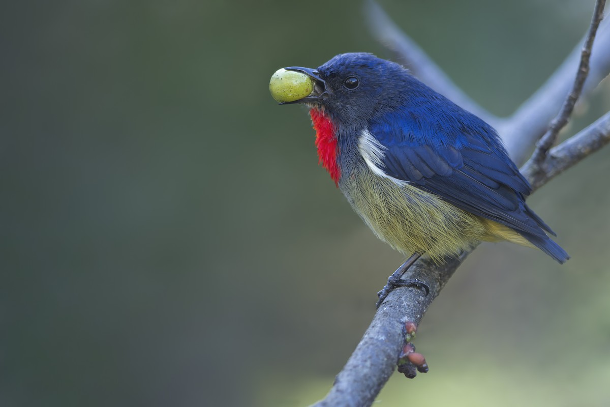 Black-sided Flowerpecker - ML618370237