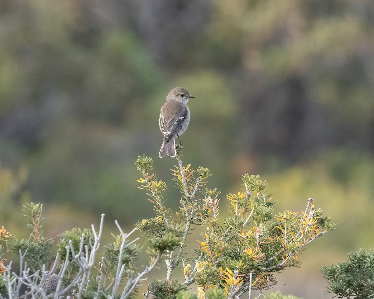 Dusky Robin - Anne Love