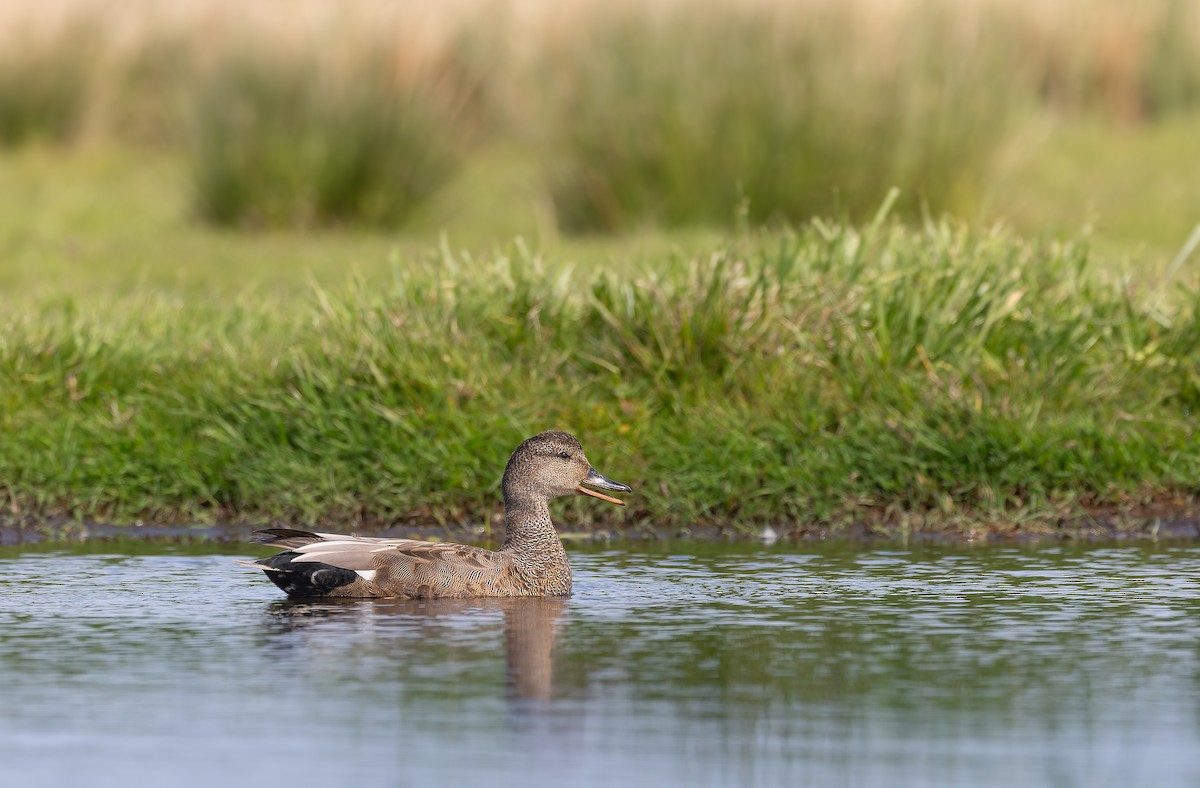 Gadwall - Piet Grasmaijer