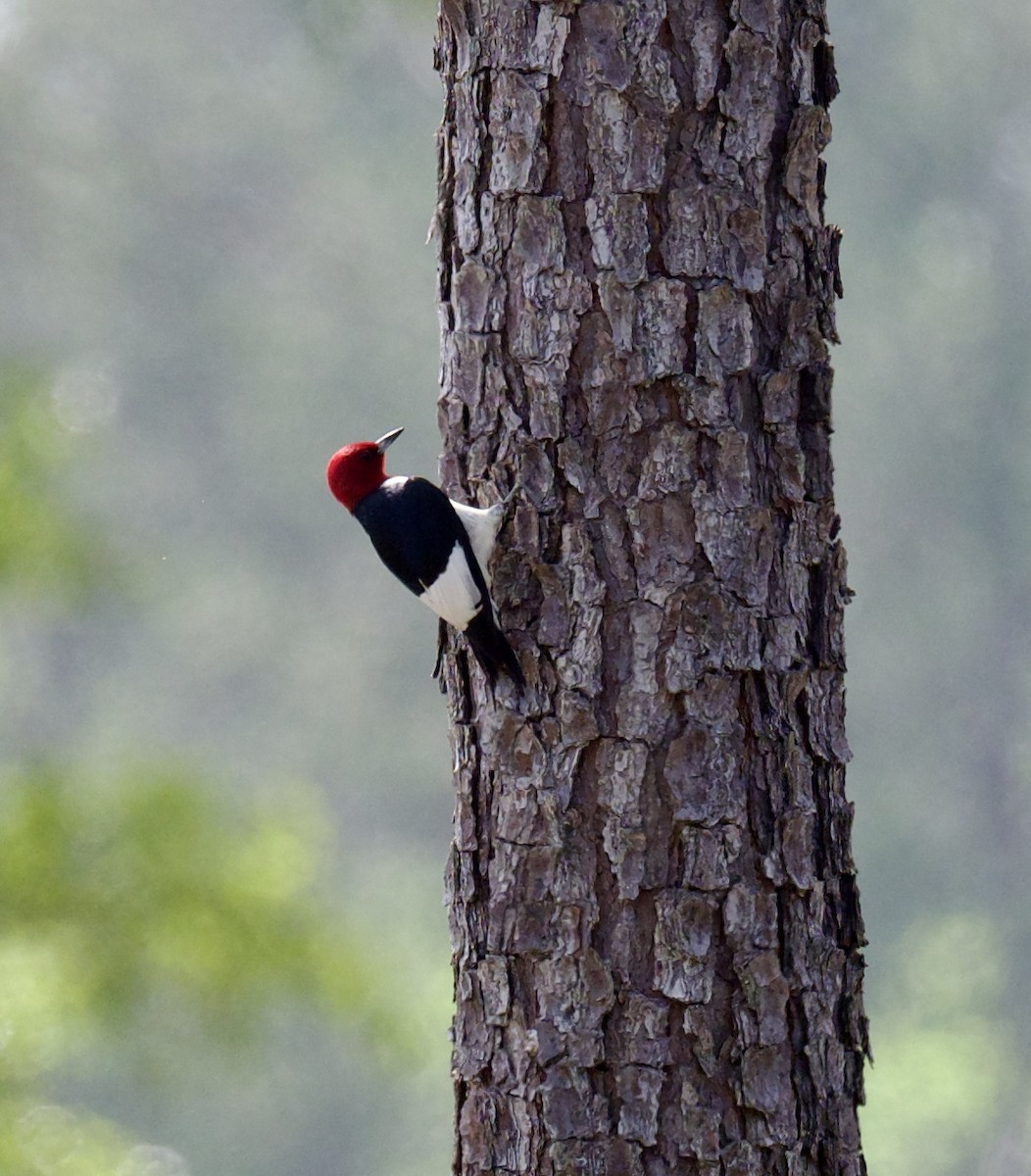 Red-headed Woodpecker - Yve Morrell