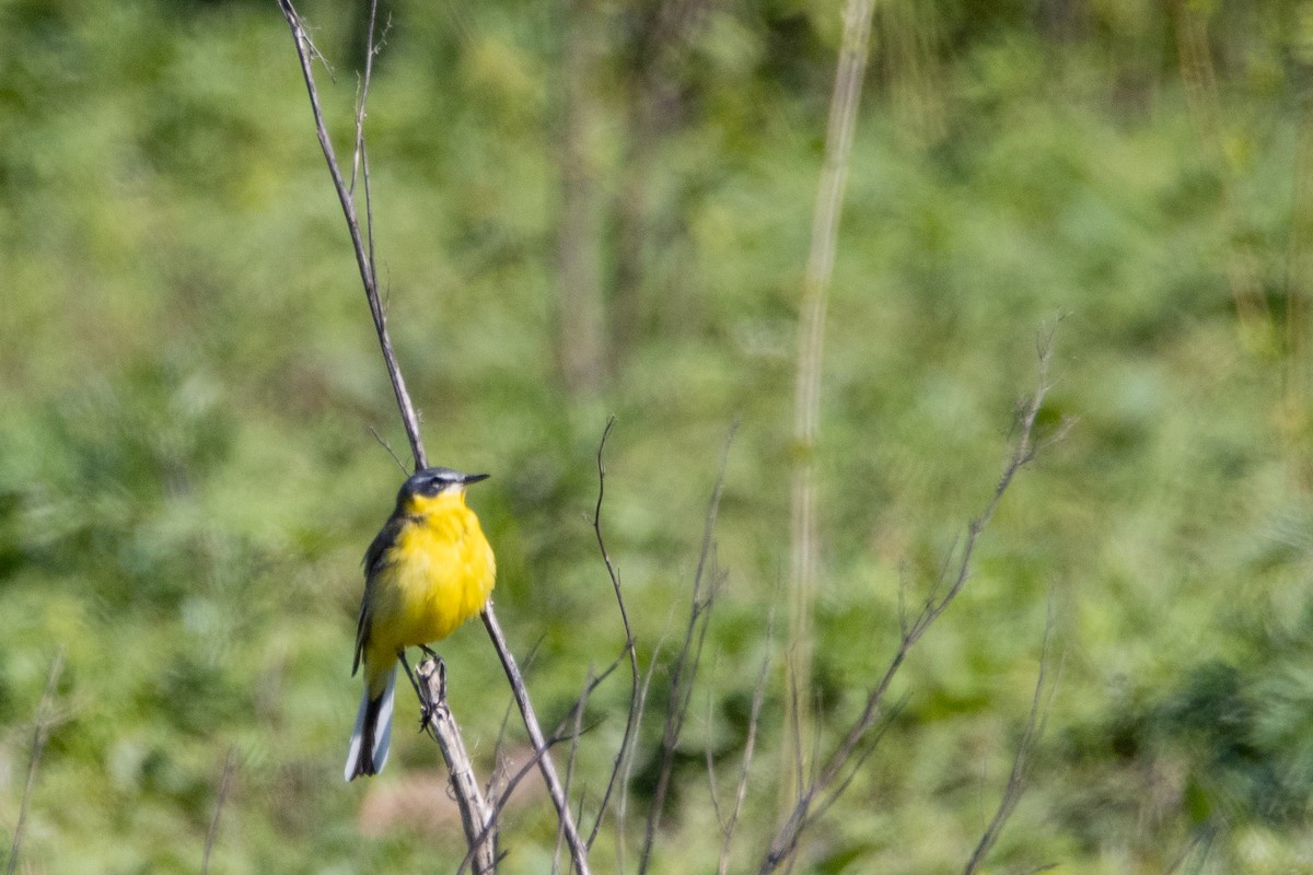 Өрнийн шар цэгцгий - ML618370274