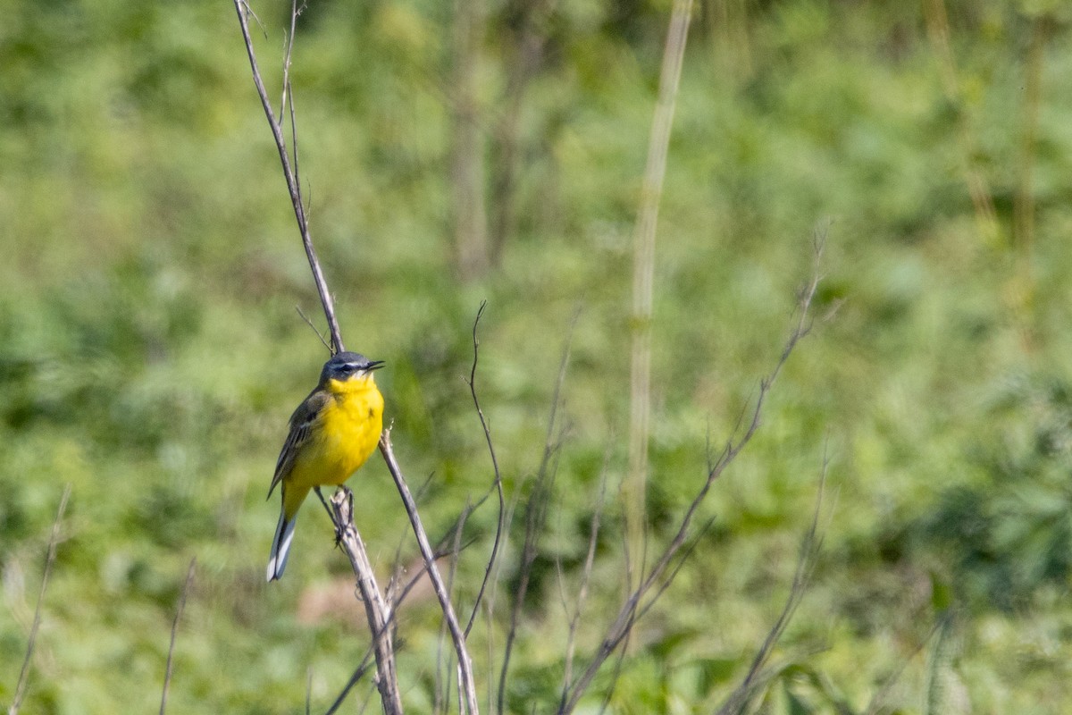 Өрнийн шар цэгцгий - ML618370275