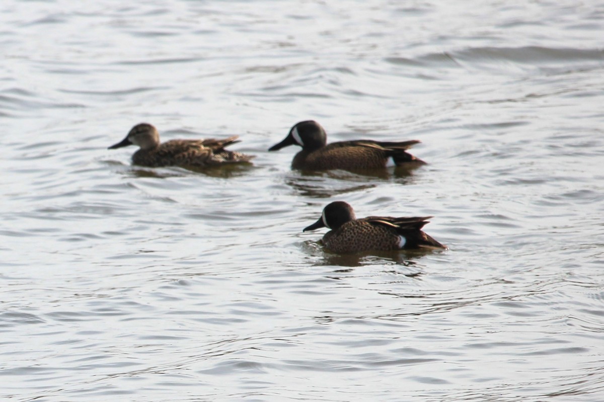 Blue-winged Teal - ML618370282