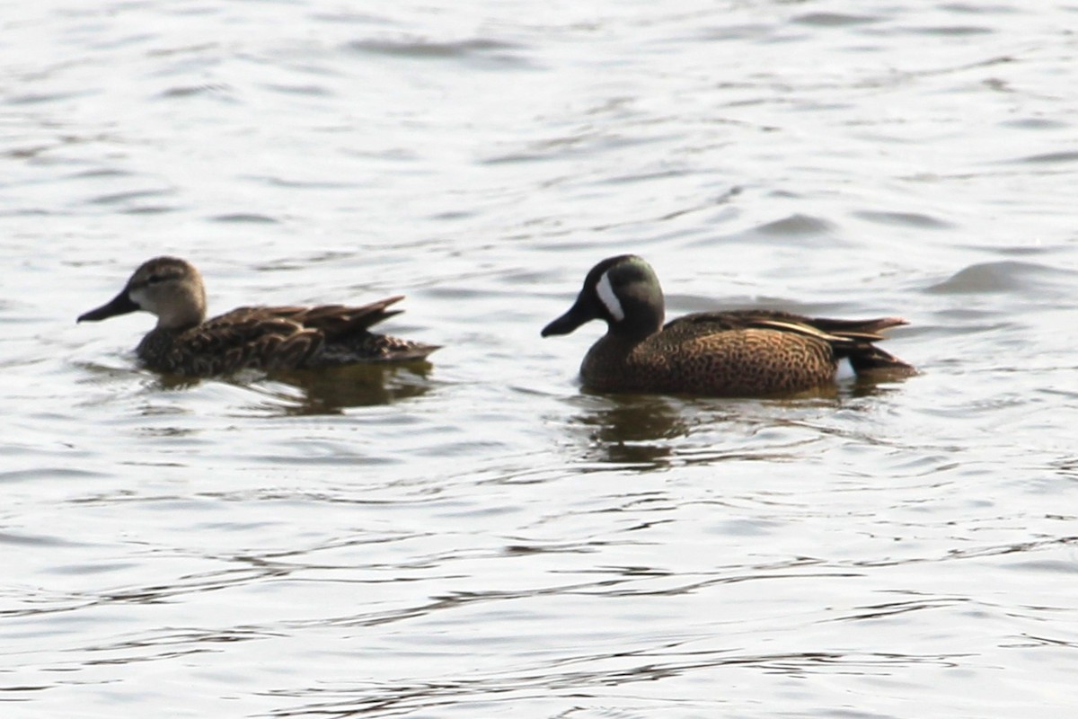 Blue-winged Teal - ML618370283