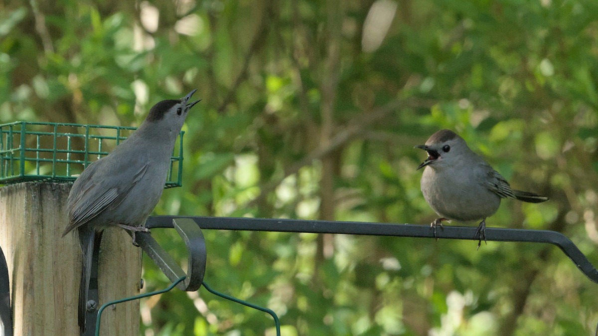 Gray Catbird - Robert Howard