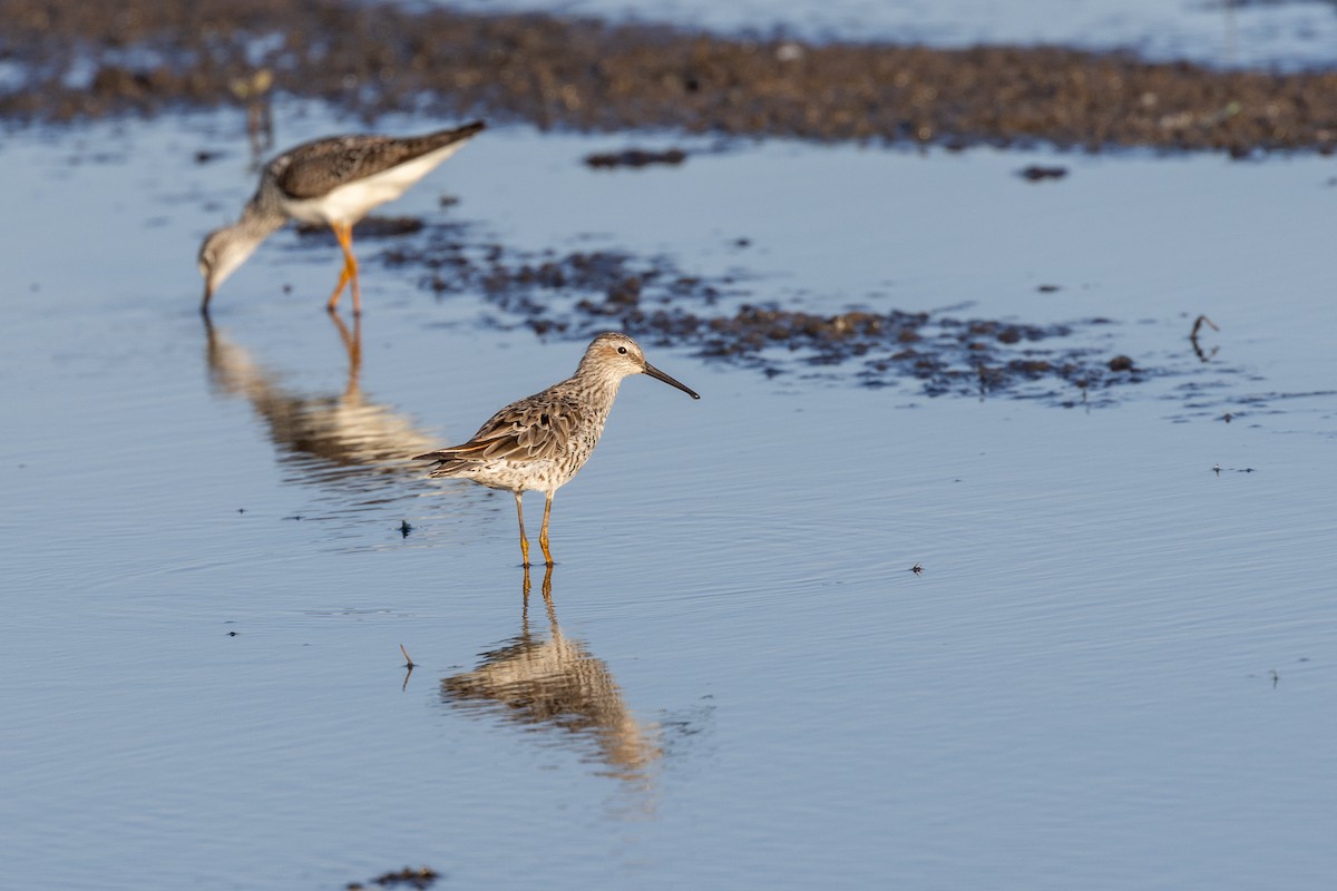 Stilt Sandpiper - ML618370299