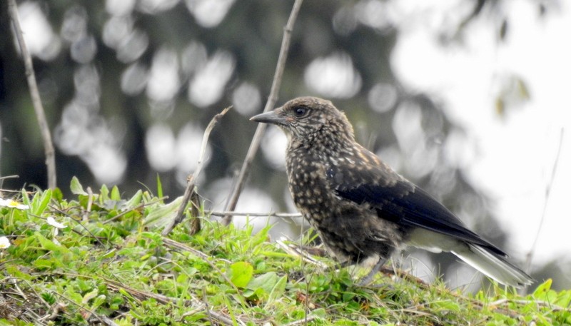 Eurasian Nutcracker - Rajaneesh  Ghadi