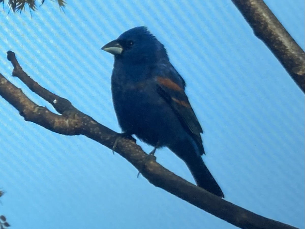 Blue Grosbeak - ML618370327