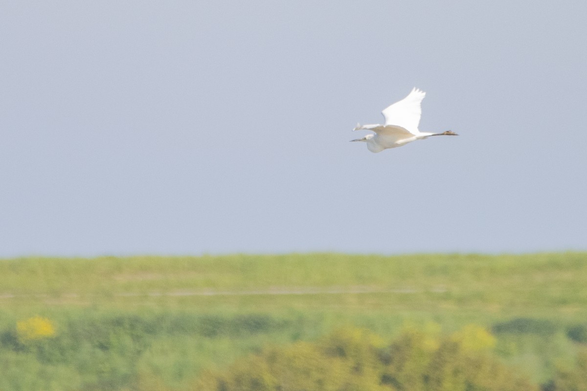 Great Egret - ML618370360