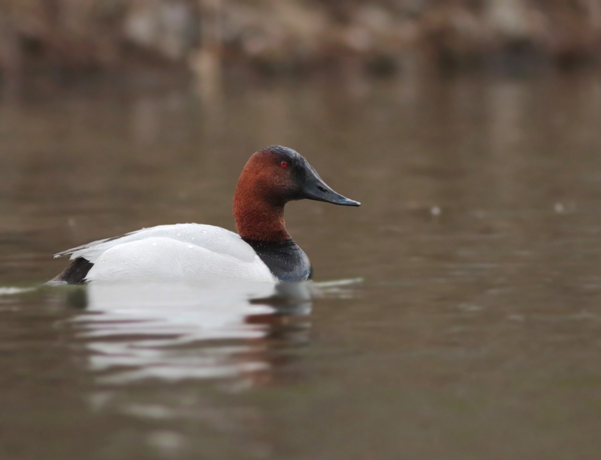 Canvasback - Logan Lalonde