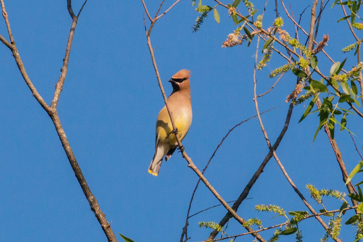 Cedar Waxwing - ML618370446