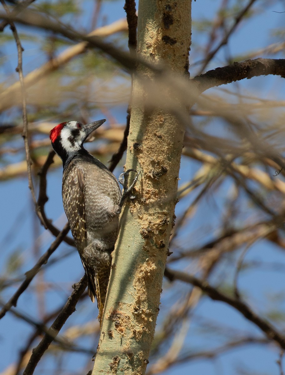 Bearded Woodpecker - simon walkley