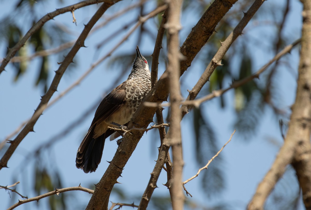 White-rumped Babbler - ML618370500