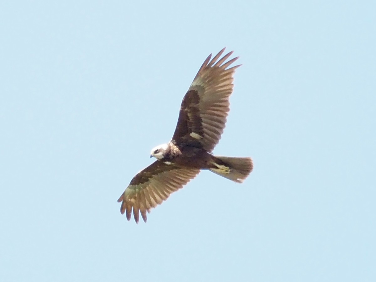 Western Marsh Harrier - Kostyantyn Grinchenko