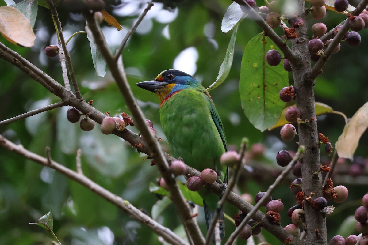 barbet tchajwanský - ML618370532