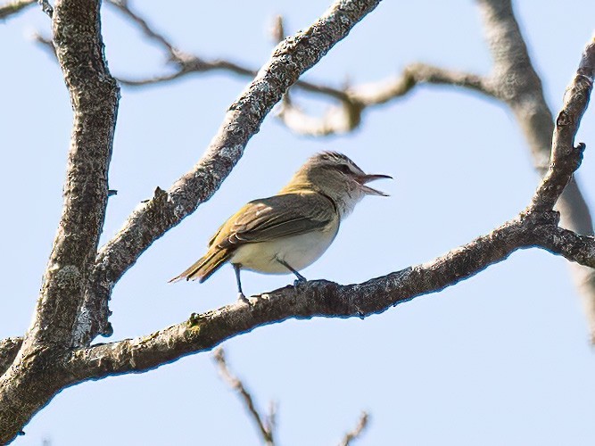 Kızıl Gözlü Vireo - ML618370533