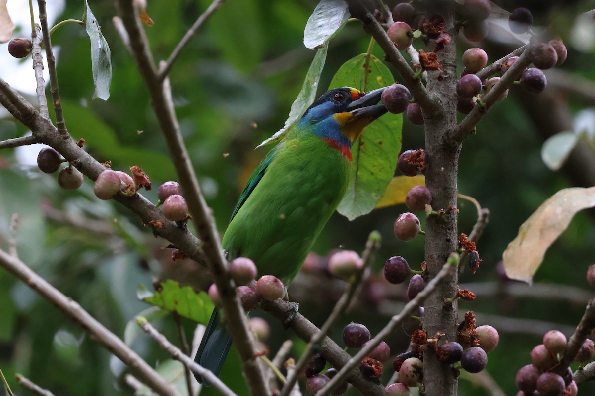 Taiwanbartvogel - ML618370535