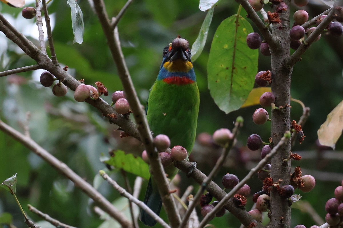 Taiwan Barbet - ML618370538