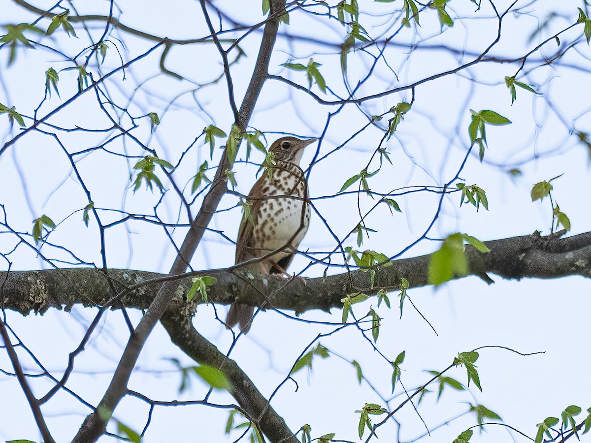 Wood Thrush - ML618370539