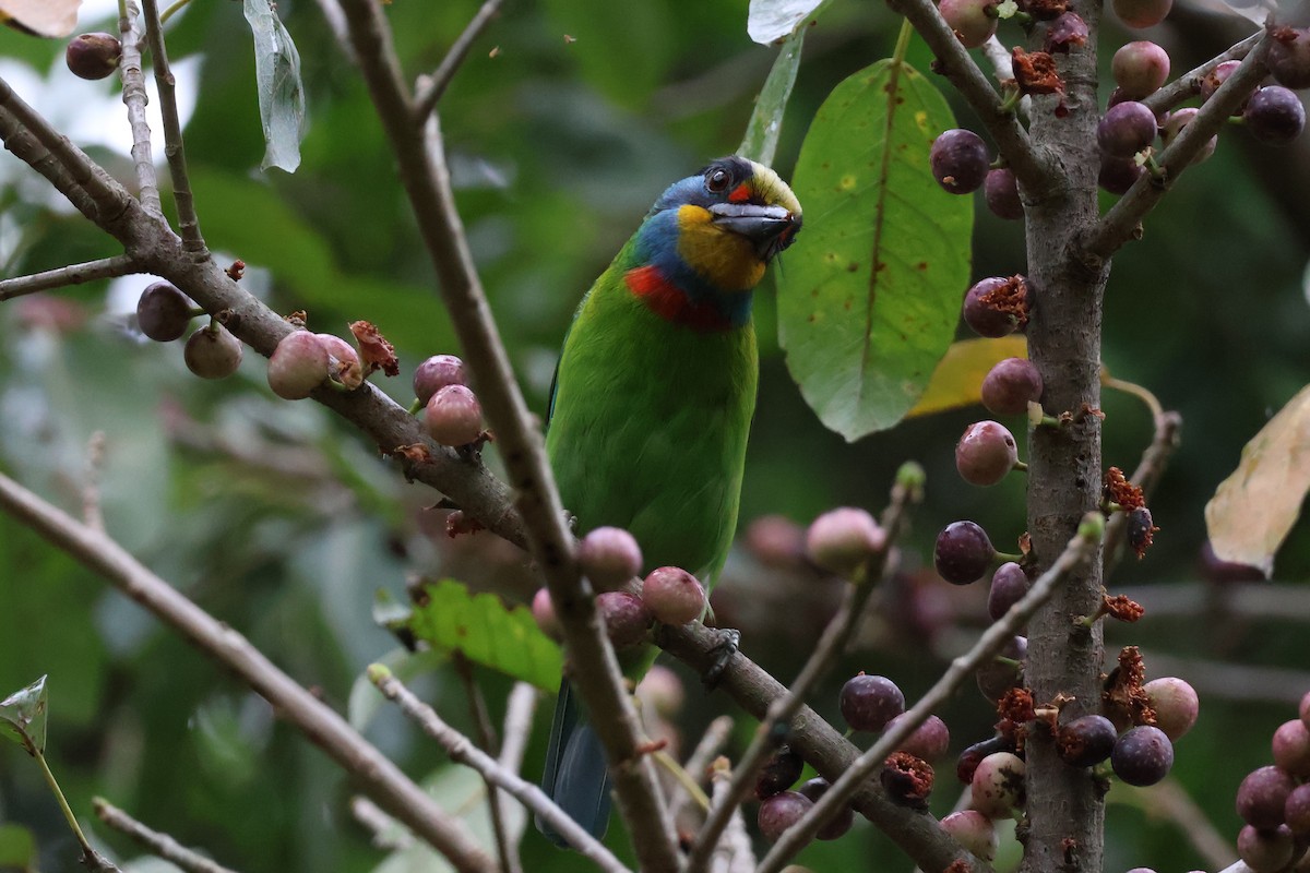 barbet tchajwanský - ML618370540