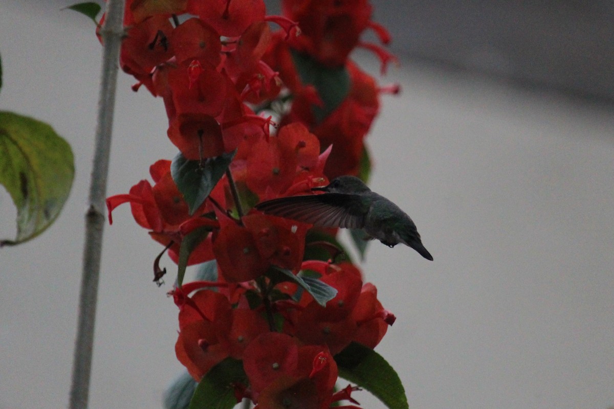 kolibřík červenozobý - ML618370542
