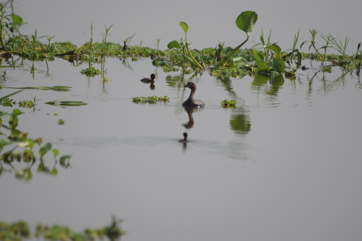 Little Grebe - Pulak Roy Chowdhury