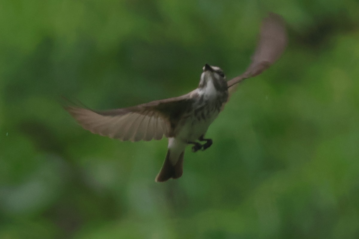 Gray-streaked Flycatcher - ML618370590